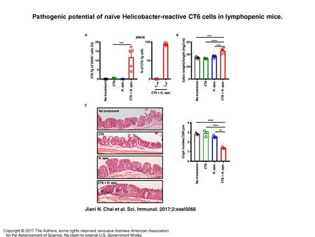 Pathogenic potential of naïve Helicobacter-reactive CT6 cells in lymphopenic mice. Pathogenic potential of naïve Helicobacter-reactive CT6 cells in lymphopenic.