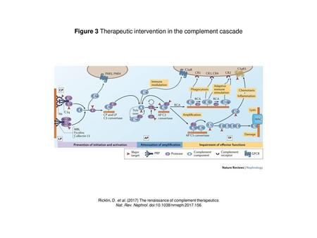Figure 3 Therapeutic intervention in the complement cascade