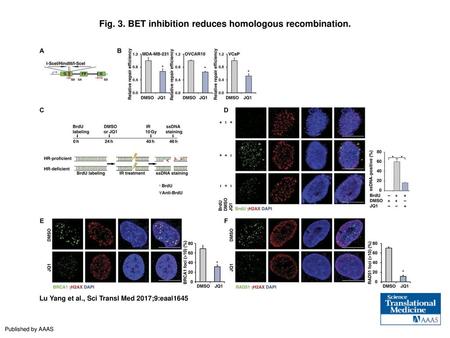 Fig. 3. BET inhibition reduces homologous recombination.