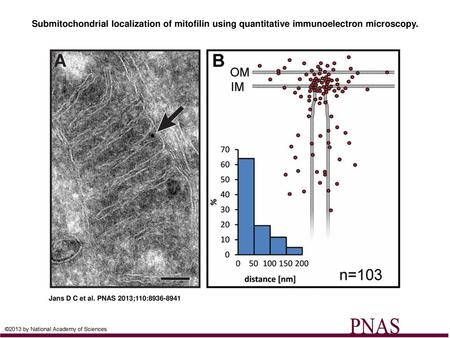 Submitochondrial localization of mitofilin using quantitative immunoelectron microscopy. Submitochondrial localization of mitofilin using quantitative.
