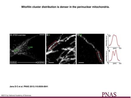 Mitofilin cluster distribution is denser in the perinuclear mitochondria. Mitofilin cluster distribution is denser in the perinuclear mitochondria. (A)