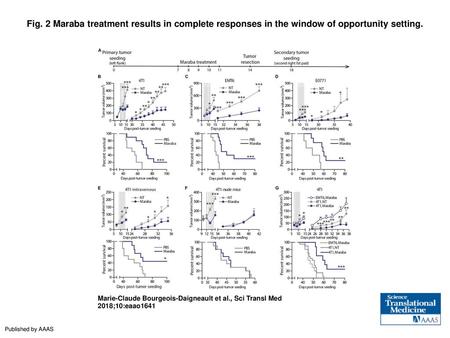 Fig. 2 Maraba treatment results in complete responses in the window of opportunity setting. Maraba treatment results in complete responses in the window.