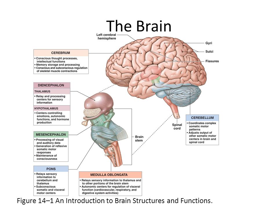 dynamic plasticity