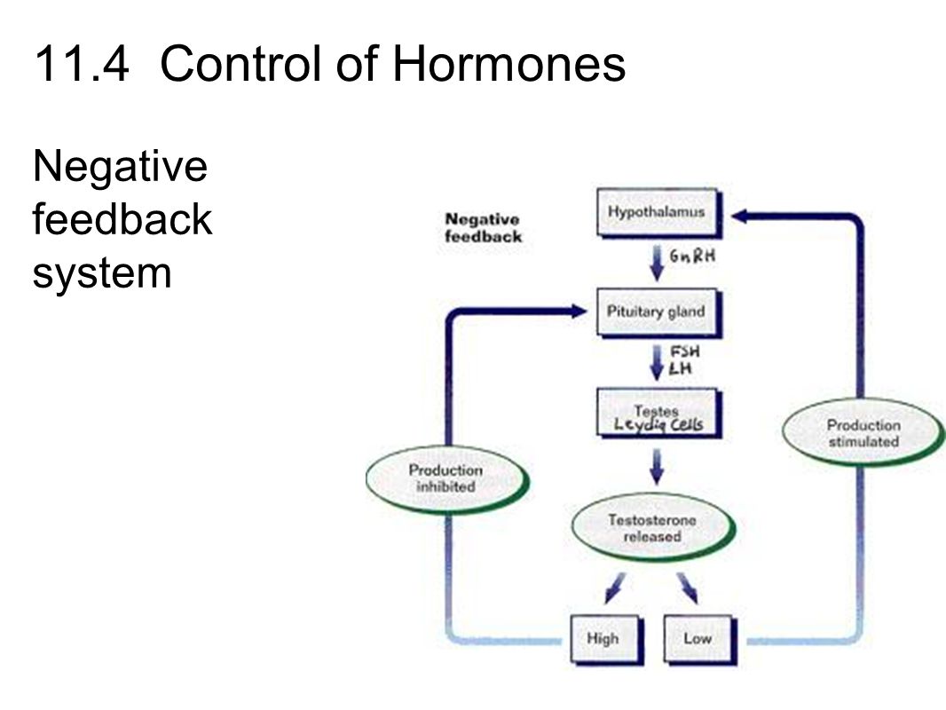 shop the influence of antibiotics on the host