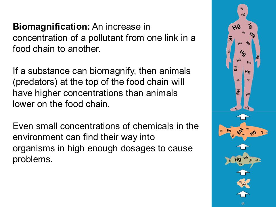 a case study examining mercury bioaccumulation and biomagnification biomagnification