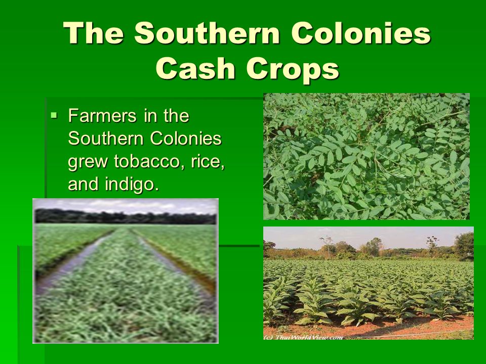 What Crops Were Grown In The Southern Colonies