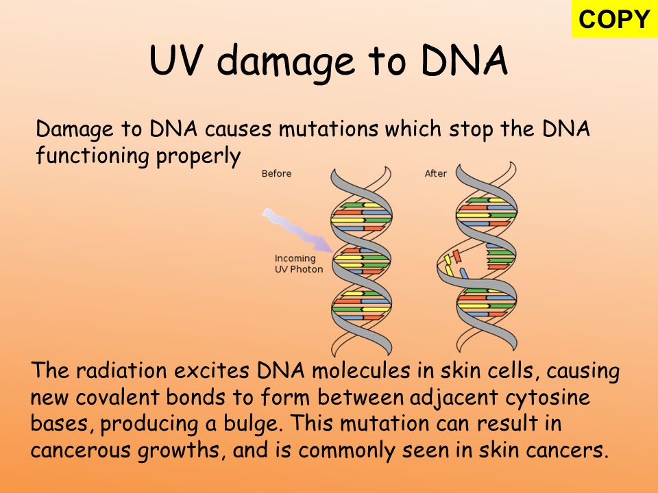Image result for uv light damages dna by causing