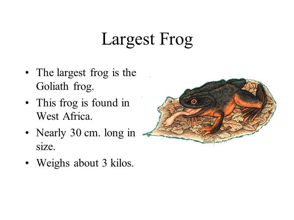 What Is The Largest Frog In West Africa 84