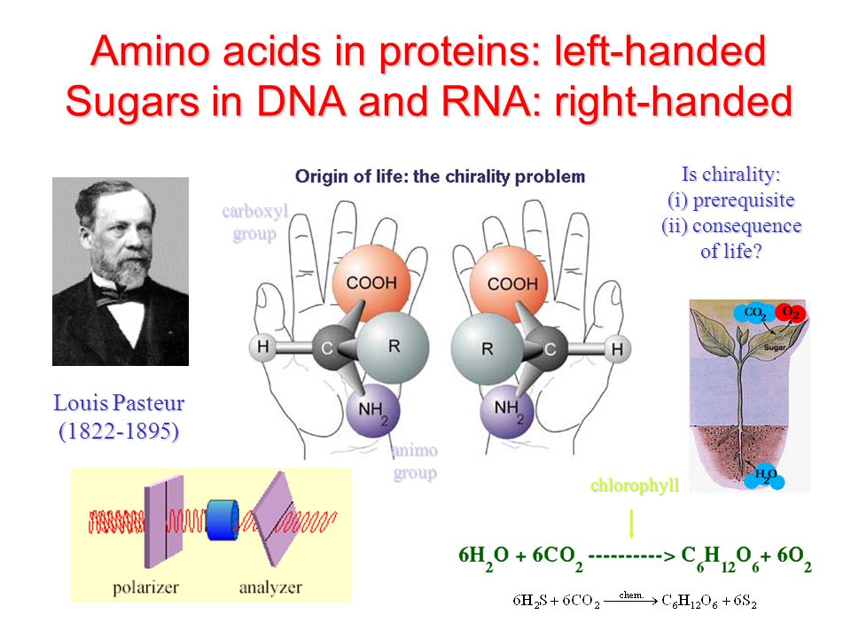 view molecular physiology of growth society