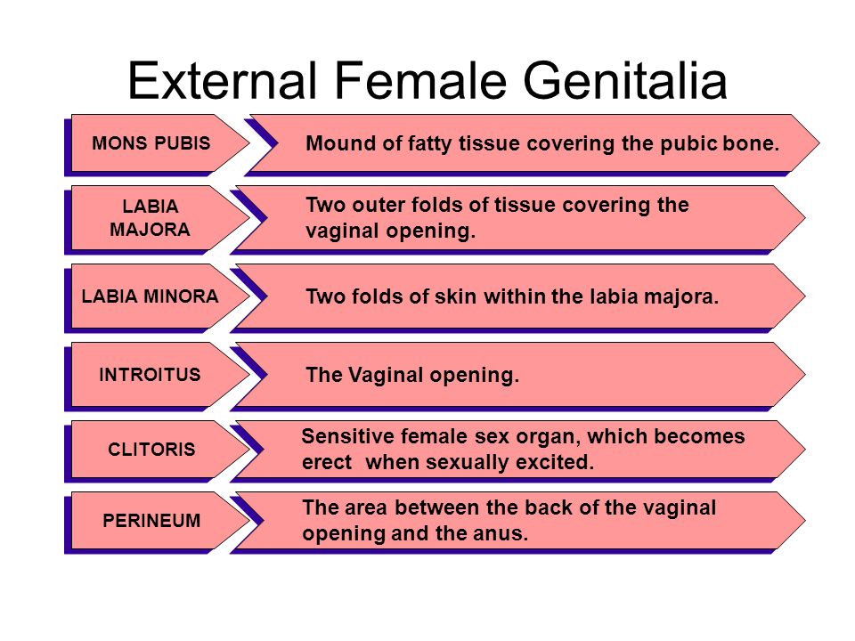Female External Sex Organ 108