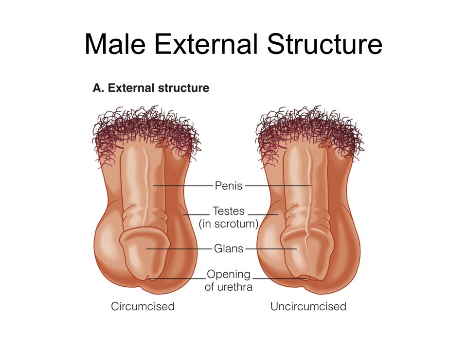 External Female Sex Organs 82