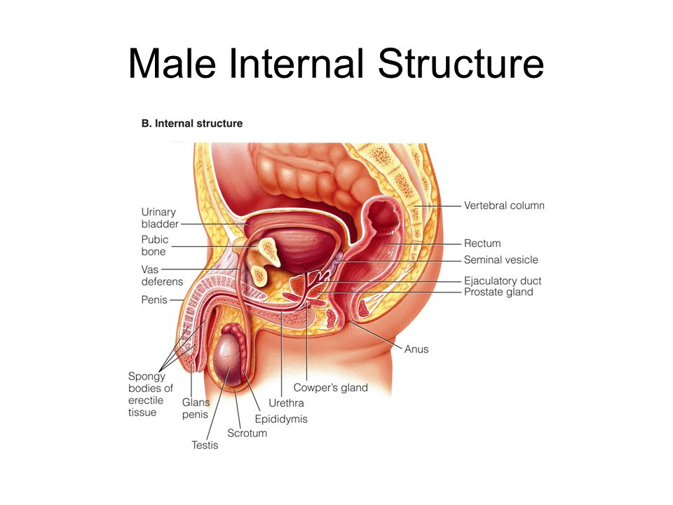 Internal Male Sex Organs 93