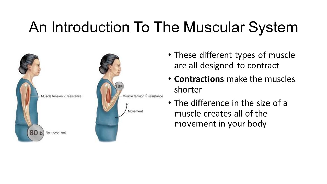 Muscular System Demonstration 19