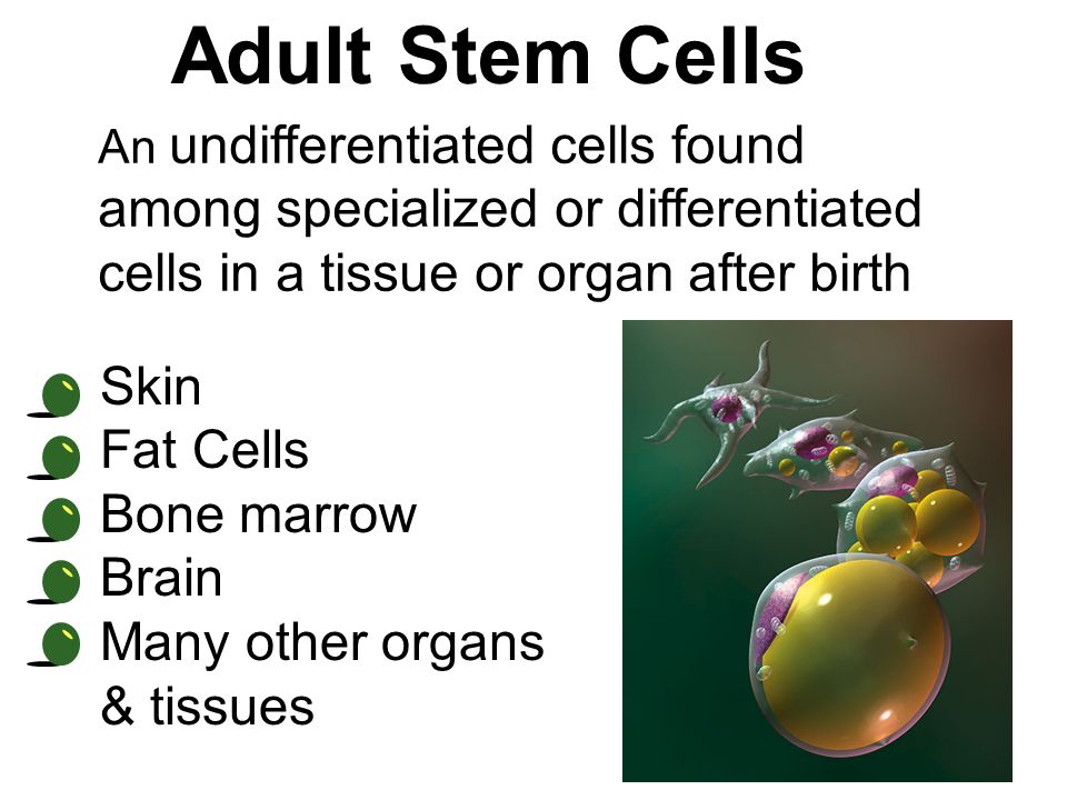 Problems With Adult Stem Cells 59