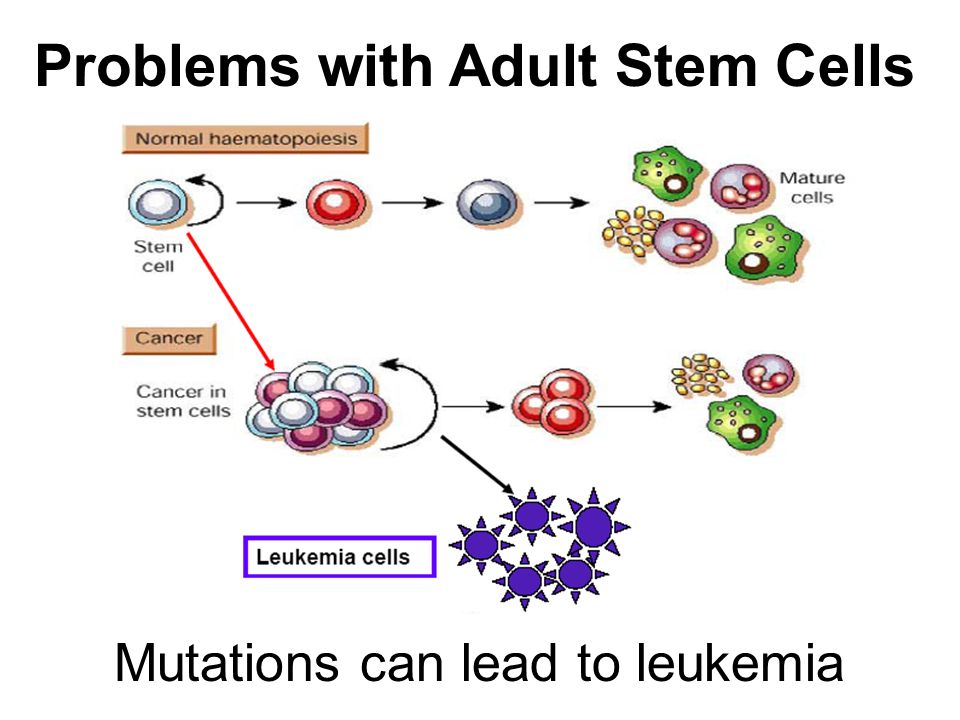 Problems With Adult Stem Cells 119