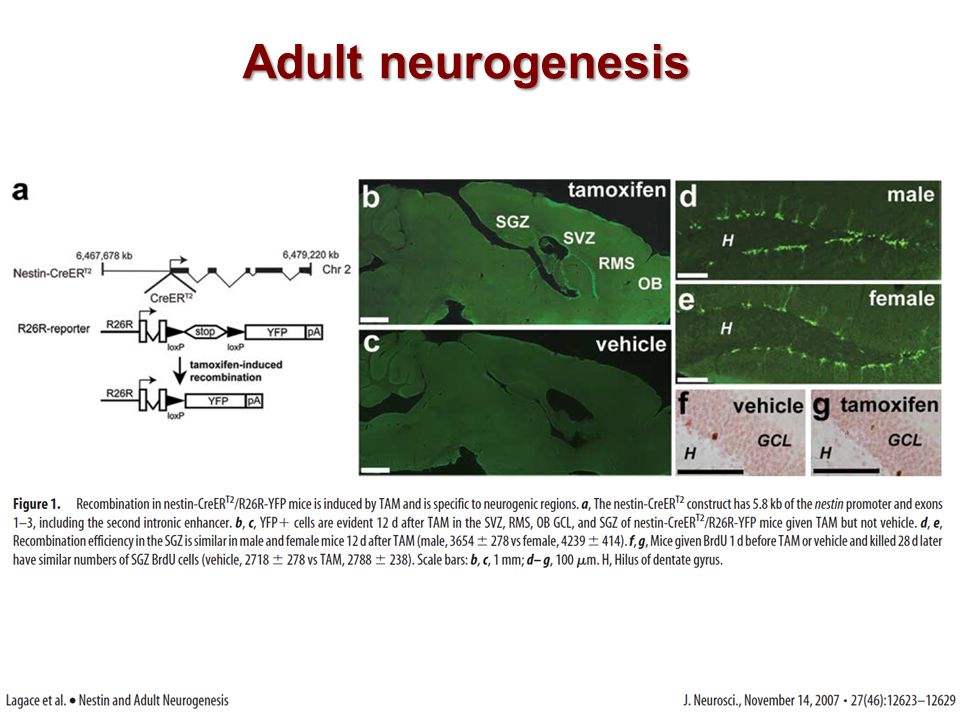 Adult Neurogenesis 44