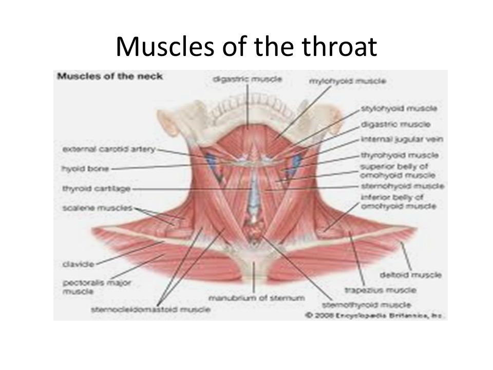 Muscles In Throat 57