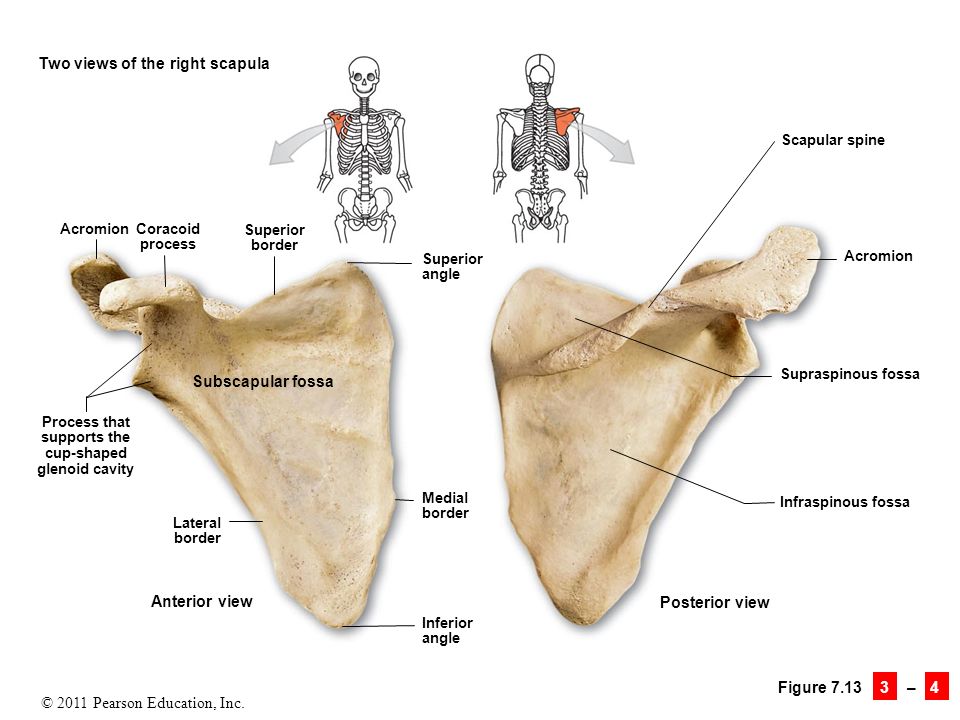 view biomechanics and