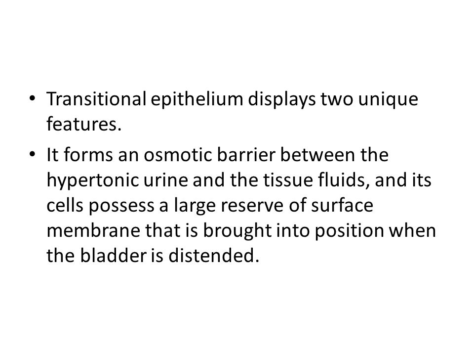 distended, histology of the ureters, urinary bladder and urethra