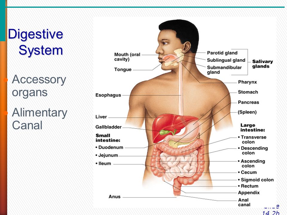Image result for the digestive system and body metabolism