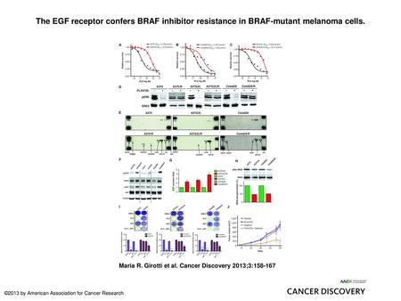 The EGF receptor confers BRAF inhibitor resistance in BRAF-mutant melanoma cells. The EGF receptor confers BRAF inhibitor resistance in BRAF-mutant melanoma.