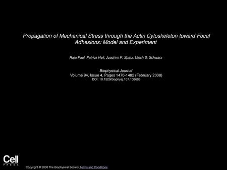 Propagation of Mechanical Stress through the Actin Cytoskeleton toward Focal Adhesions: Model and Experiment  Raja Paul, Patrick Heil, Joachim P. Spatz,