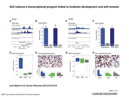 G34 induces a transcriptional program linked to forebrain development and self-renewal. G34 induces a transcriptional program linked to forebrain development.
