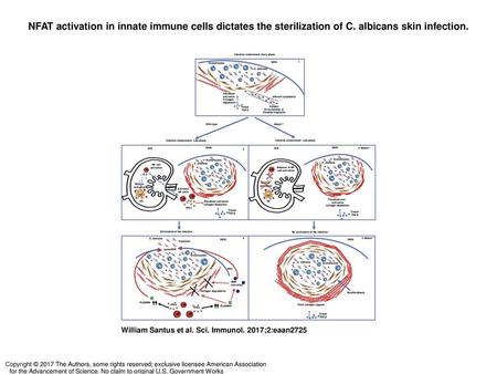 NFAT activation in innate immune cells dictates the sterilization of C