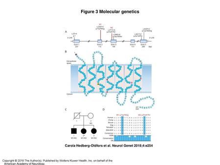 Figure 3 Molecular genetics