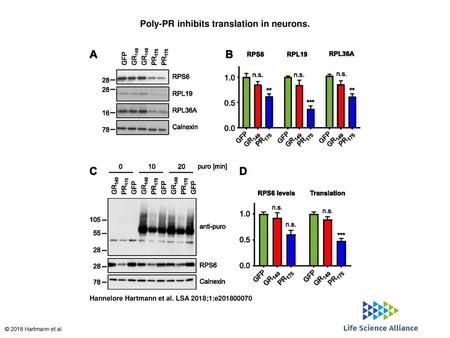 Poly-PR inhibits translation in neurons.