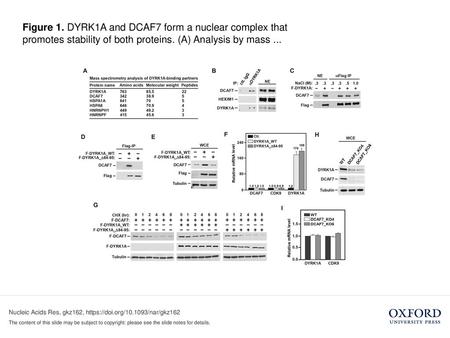 Figure 1. DYRK1A and DCAF7 form a nuclear complex that promotes stability of both proteins. (A) Analysis by mass ... Figure 1. DYRK1A and DCAF7 form a.