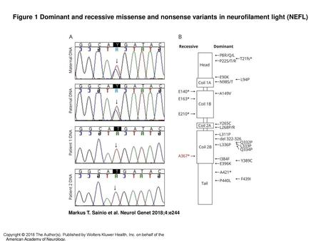 Figure 1 Dominant and recessive missense and nonsense variants in neurofilament light (NEFL)‏ Dominant and recessive missense and nonsense variants in.