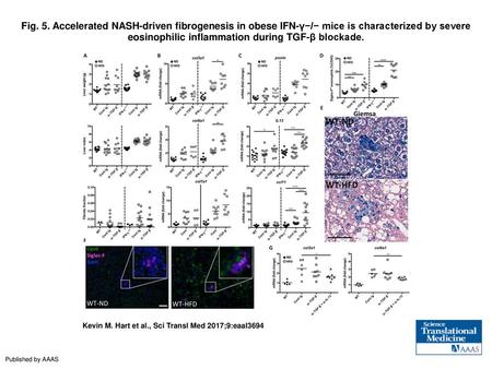 Fig. 5. Accelerated NASH-driven fibrogenesis in obese IFN-γ−/− mice is characterized by severe eosinophilic inflammation during TGF-β blockade. Accelerated.