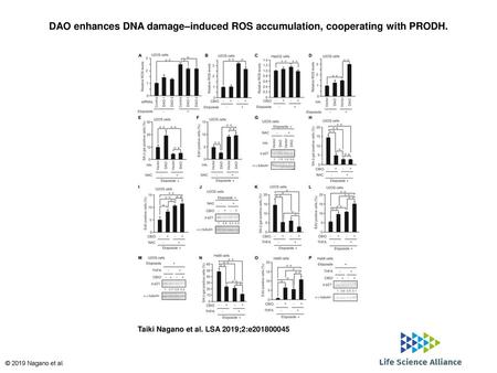DAO enhances DNA damage–induced ROS accumulation, cooperating with PRODH. DAO enhances DNA damage–induced ROS accumulation, cooperating with PRODH. (A)