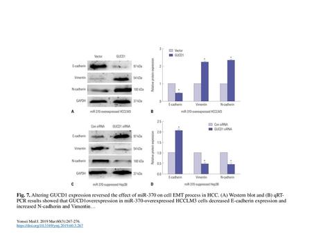 Fig. 7. Altering GUCD1 expression reversed the effect of miR-370 on cell EMT process in HCC. (A) Western blot and (B) qRT-PCR results showed that GUCD1overexpression.