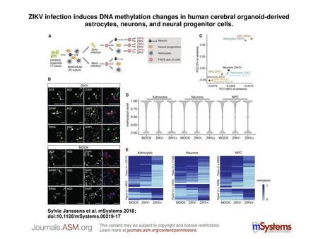 ZIKV infection induces DNA methylation changes in human cerebral organoid-derived astrocytes, neurons, and neural progenitor cells. ZIKV infection induces.