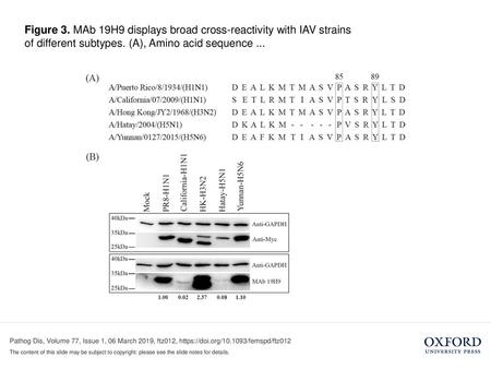 Figure 3. MAb 19H9 displays broad cross-reactivity with IAV strains of different subtypes. (A), Amino acid sequence ... Figure 3. MAb 19H9 displays broad.