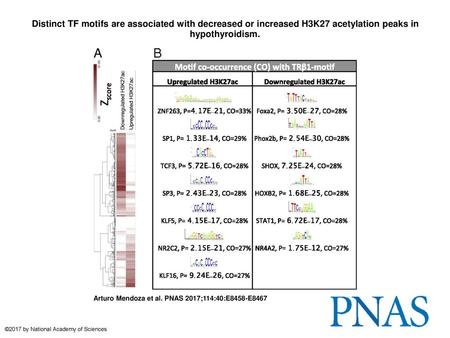 Distinct TF motifs are associated with decreased or increased H3K27 acetylation peaks in hypothyroidism. Distinct TF motifs are associated with decreased.