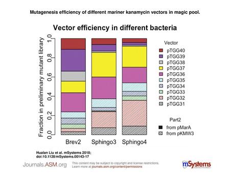 Mutagenesis efficiency of different mariner kanamycin vectors in magic pool. Mutagenesis efficiency of different mariner kanamycin vectors in magic pool.
