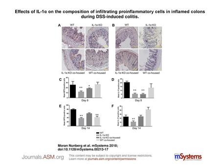 Effects of IL-1α on the composition of infiltrating proinflammatory cells in inflamed colons during DSS-induced colitis. Effects of IL-1α on the composition.