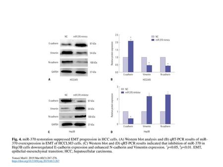 Fig. 4. miR-370 restoration suppressed EMT progression in HCC cells