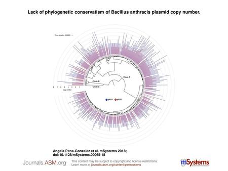 Lack of phylogenetic conservatism of Bacillus anthracis plasmid copy number. Lack of phylogenetic conservatism of Bacillus anthracis plasmid copy number.