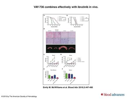 VAY-736 combines effectively with ibrutinib in vivo.