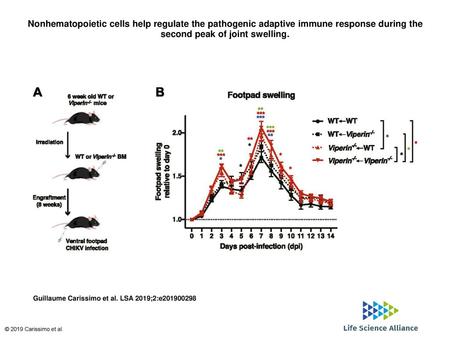 Nonhematopoietic cells help regulate the pathogenic adaptive immune response during the second peak of joint swelling. Nonhematopoietic cells help regulate.