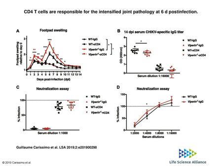 CD4 T cells are responsible for the intensified joint pathology at 6 d postinfection. CD4 T cells are responsible for the intensified joint pathology at.
