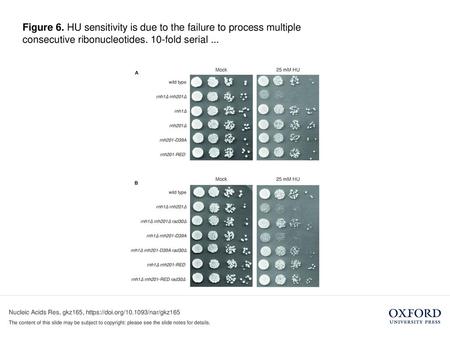 Figure 6. HU sensitivity is due to the failure to process multiple consecutive ribonucleotides. 10-fold serial ... Figure 6. HU sensitivity is due to the.