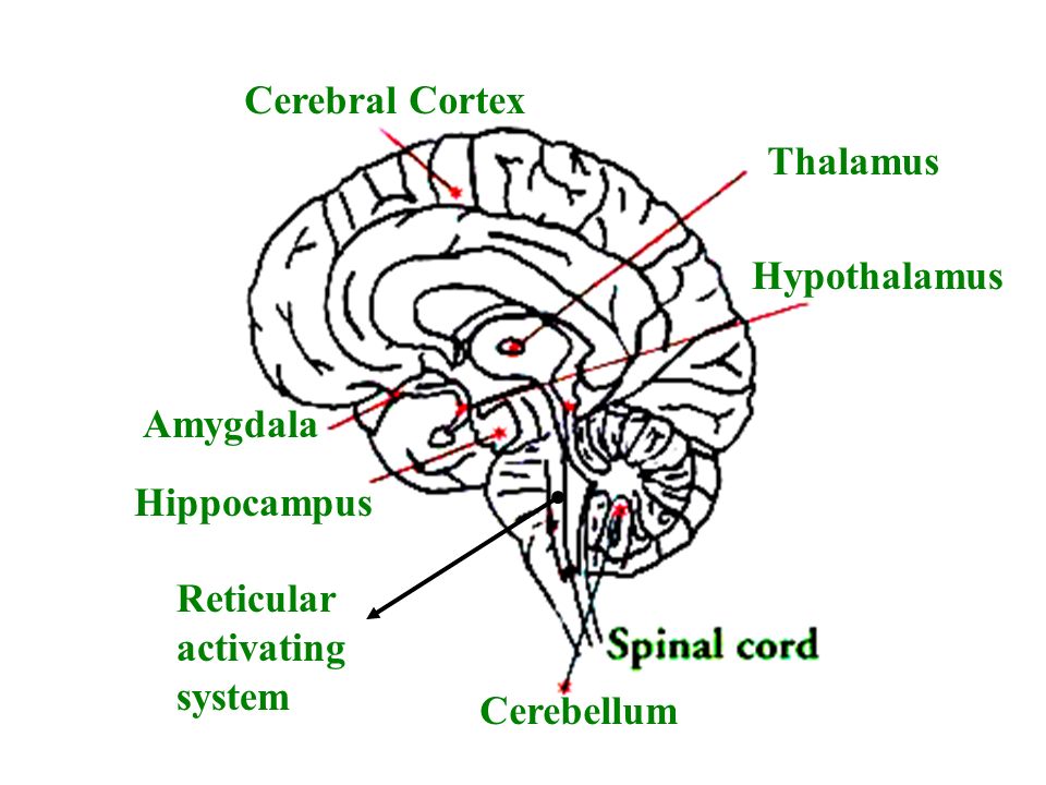 Foods That Activate The Hypothalamus