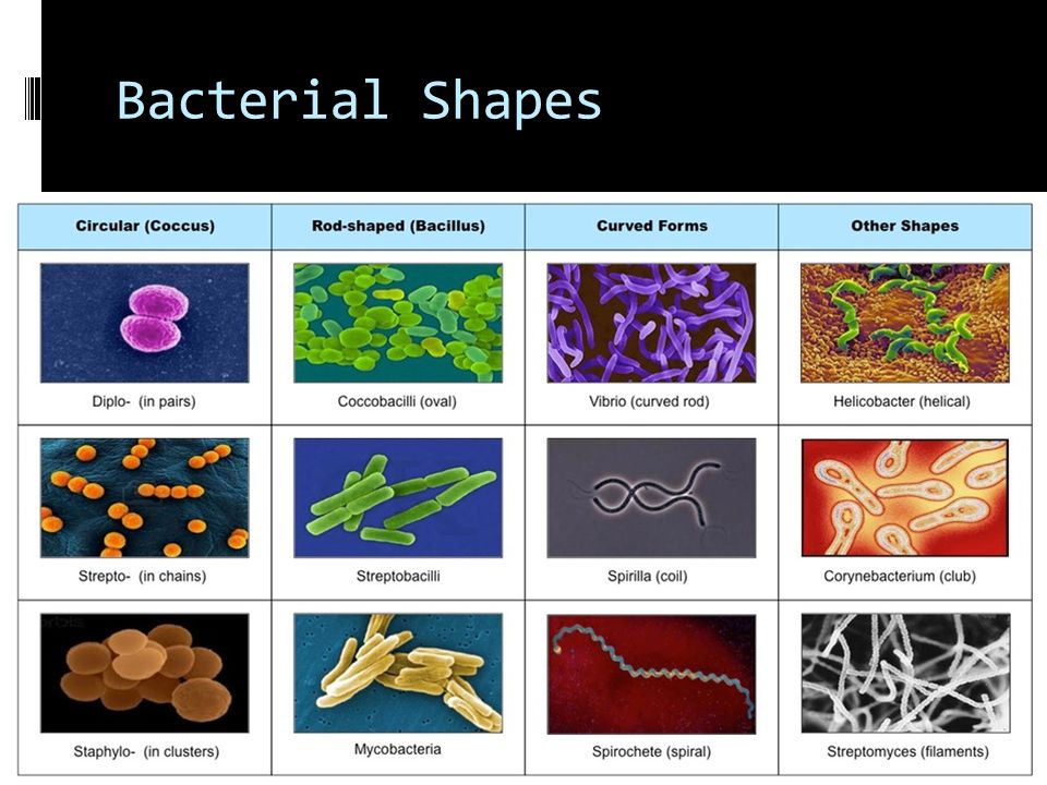 download micro rna methods