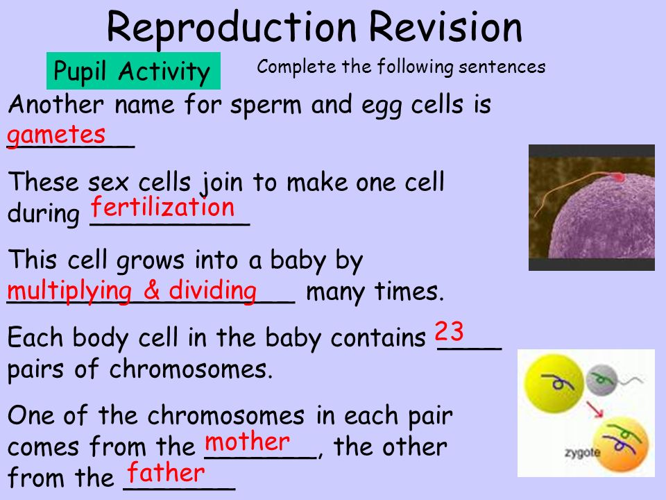 Another Name For Sex Cells 5
