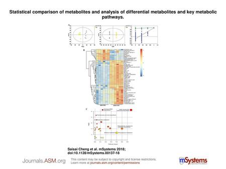 Statistical comparison of metabolites and analysis of differential metabolites and key metabolic pathways. Statistical comparison of metabolites and analysis.